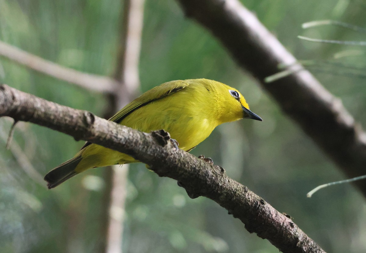 Pemba White-eye - ML638739295