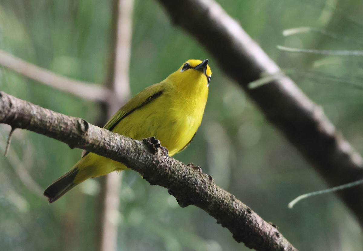 Pemba White-eye - ML638739297