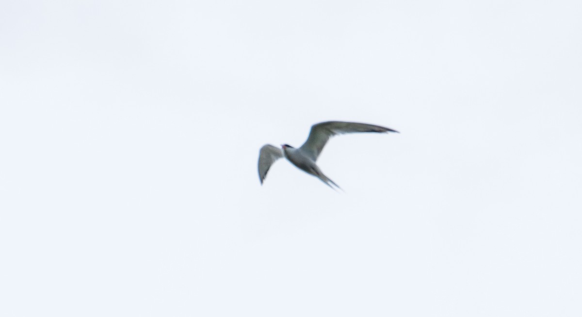 Common Tern - ML638739300