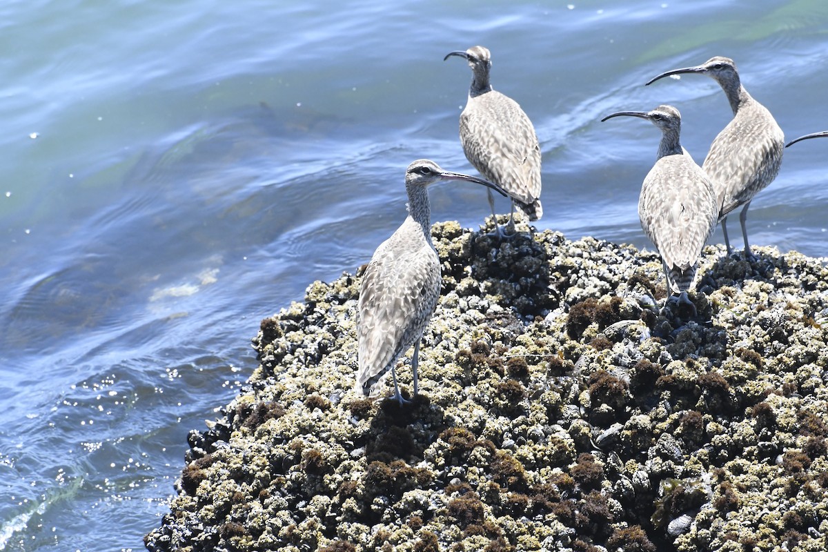 Whimbrel - ML638739312
