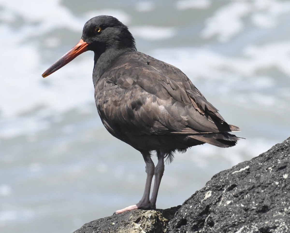 Black Oystercatcher - ML638739323