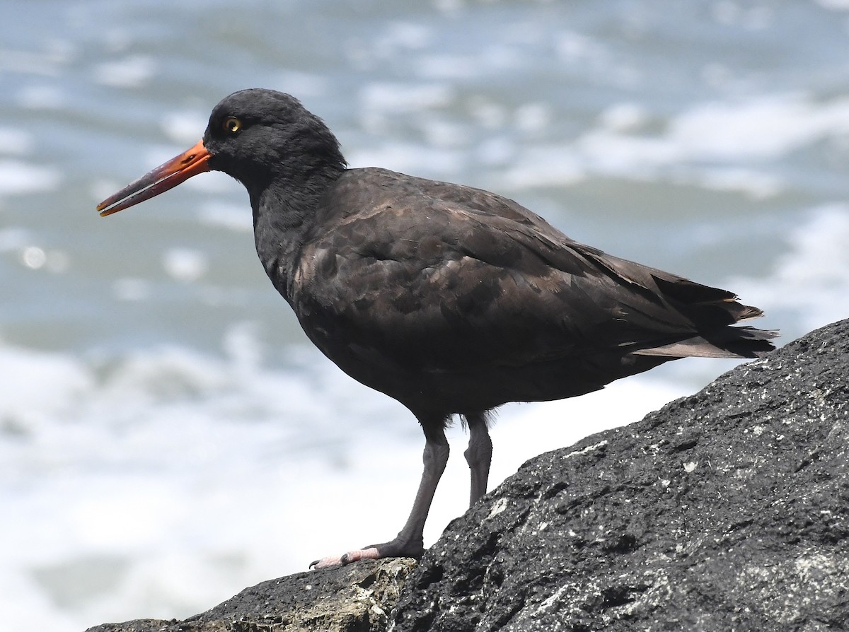 Black Oystercatcher - ML638739324