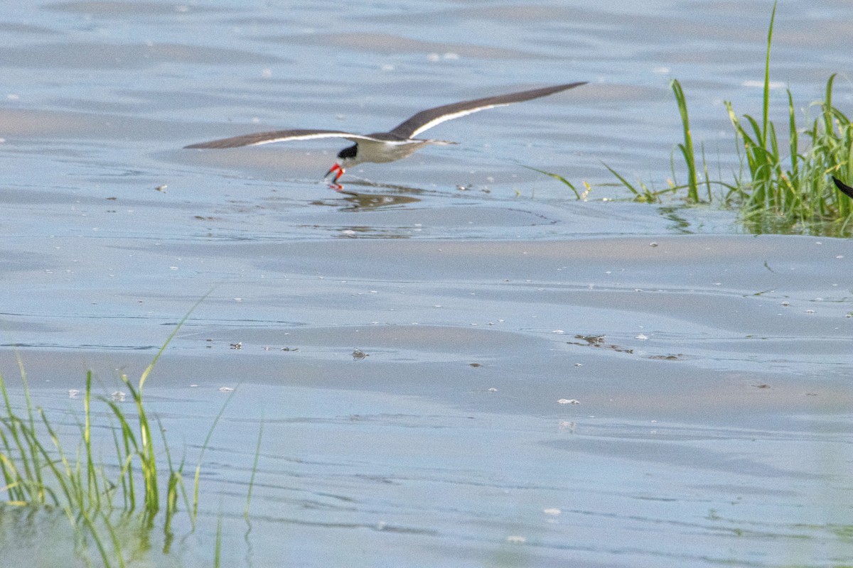 Black Skimmer - ML638739330