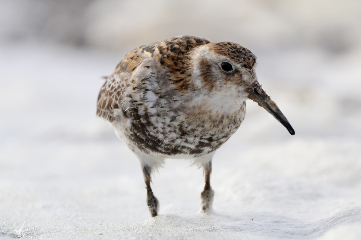 Rock Sandpiper (Pribilof Is.) - ML638739339