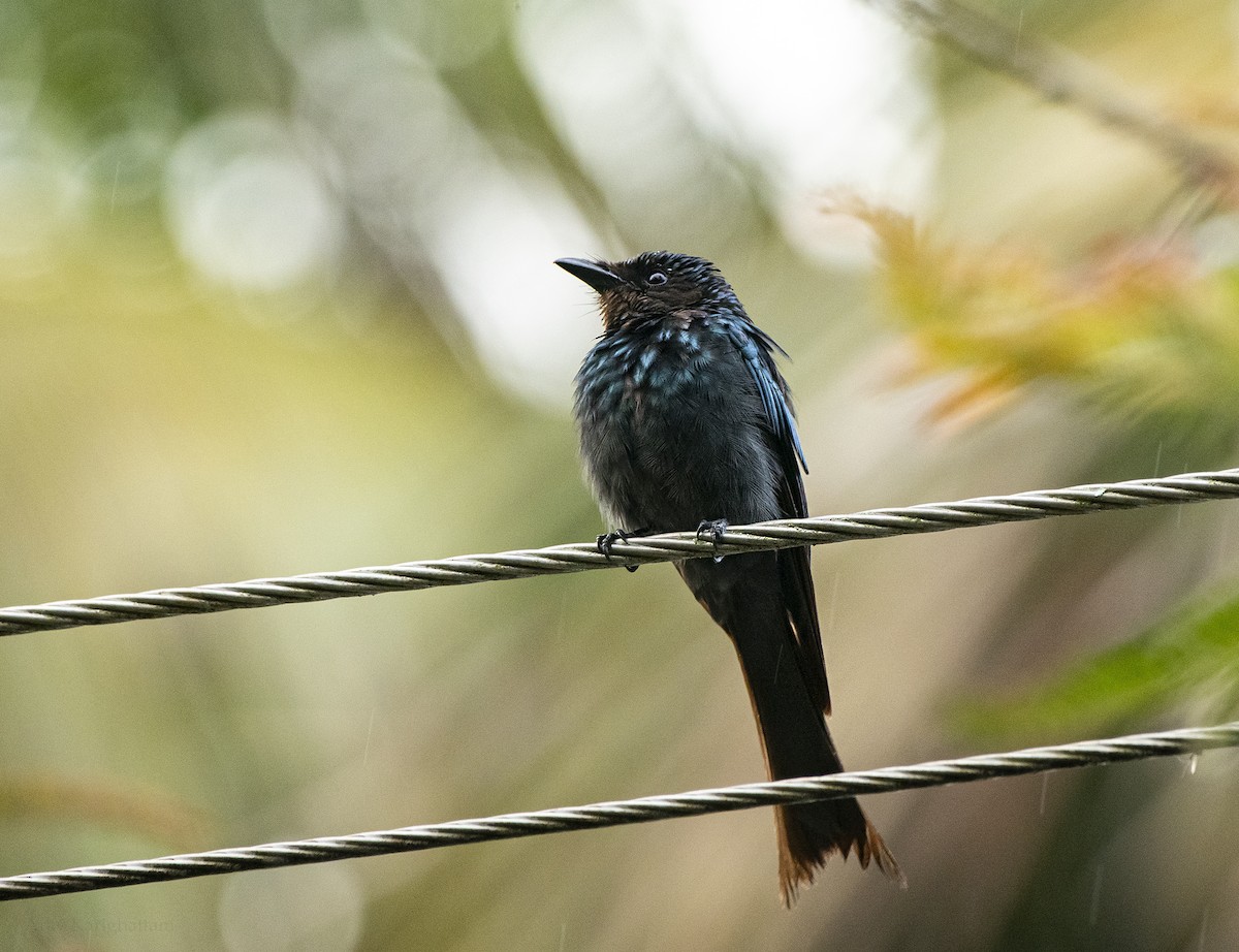 Bronzed Drongo - ML638739343