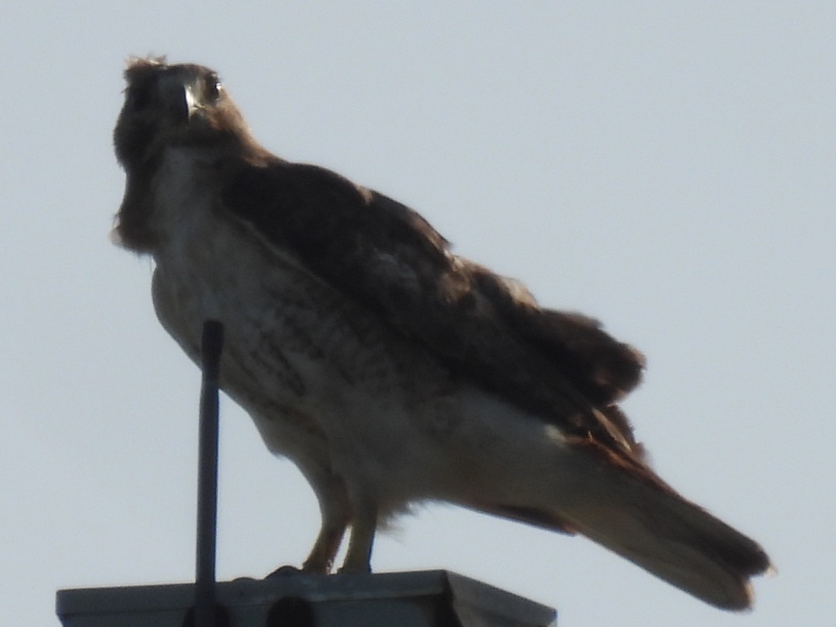 Red-tailed Hawk - ML638739360