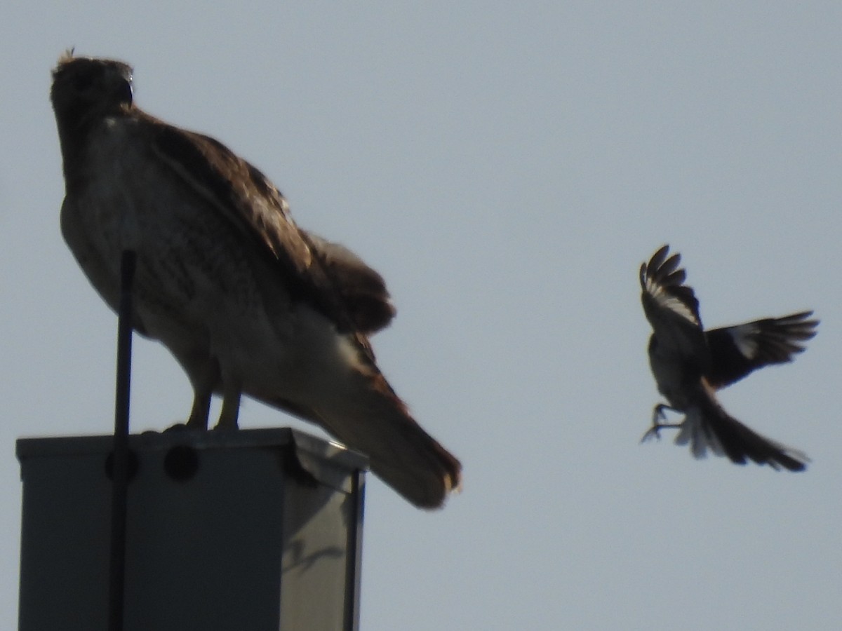 Red-tailed Hawk - ML638739369