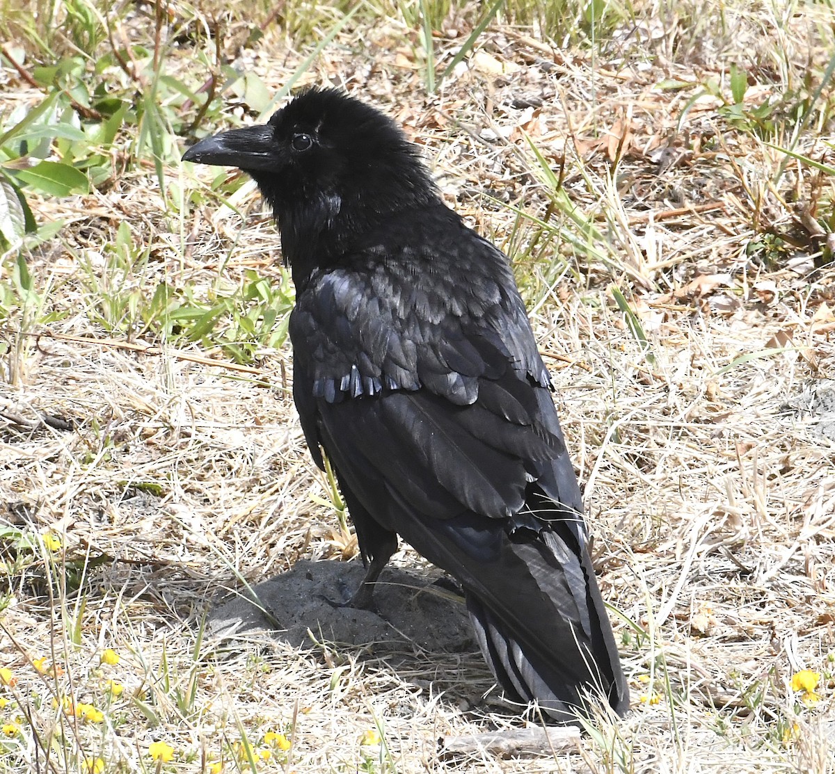 Common Raven - ML638739371