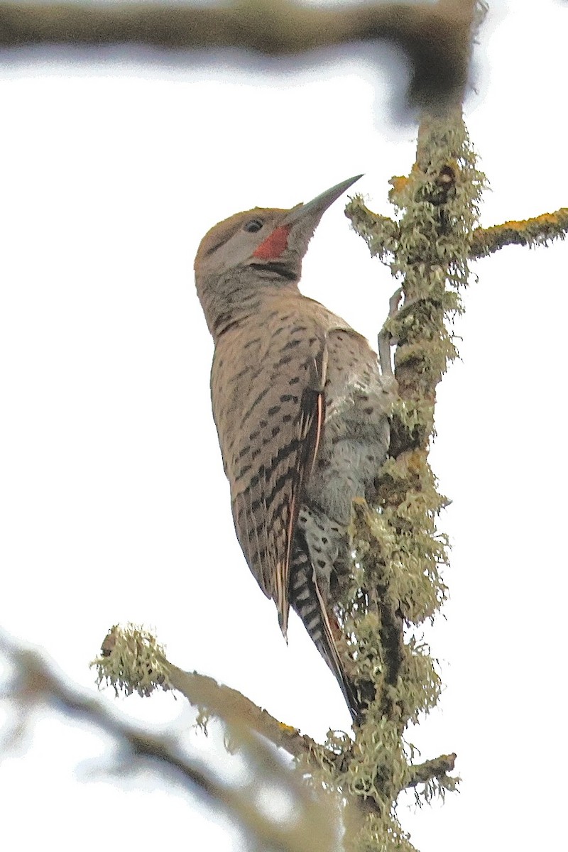 Northern Flicker - ML638739377