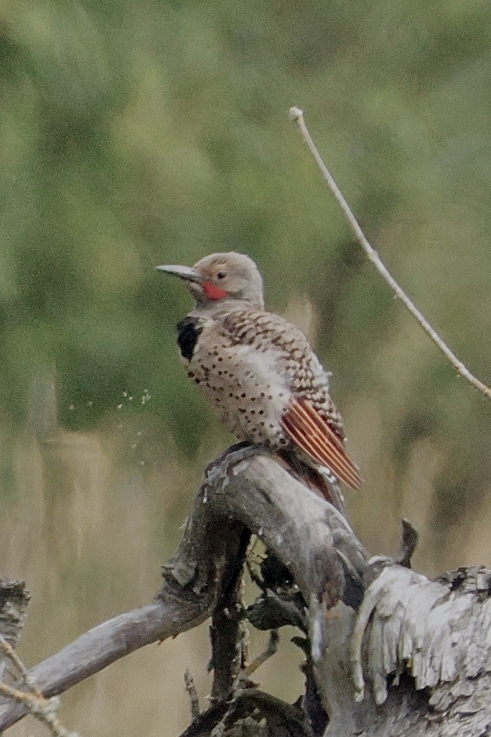 Northern Flicker - ML638739381