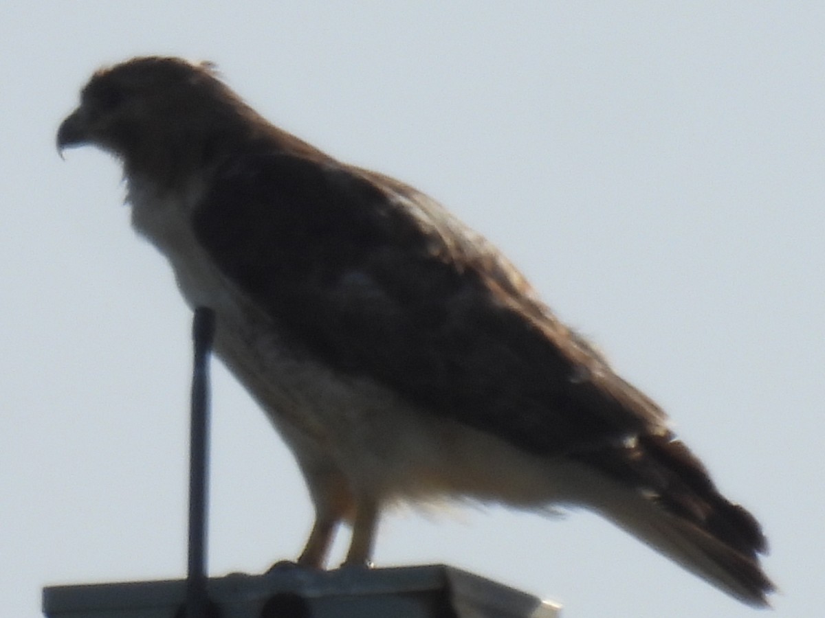 Red-tailed Hawk - ML638739388