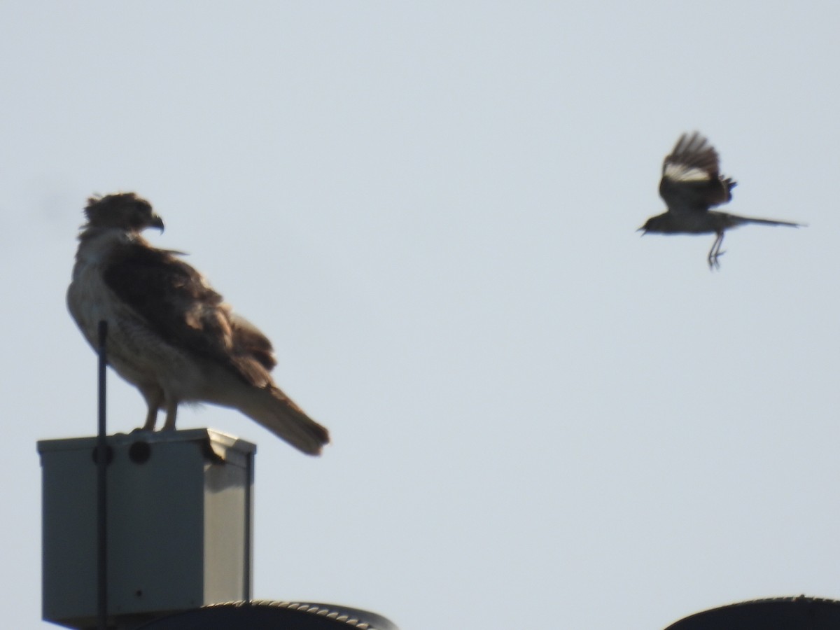 Red-tailed Hawk - ML638739389