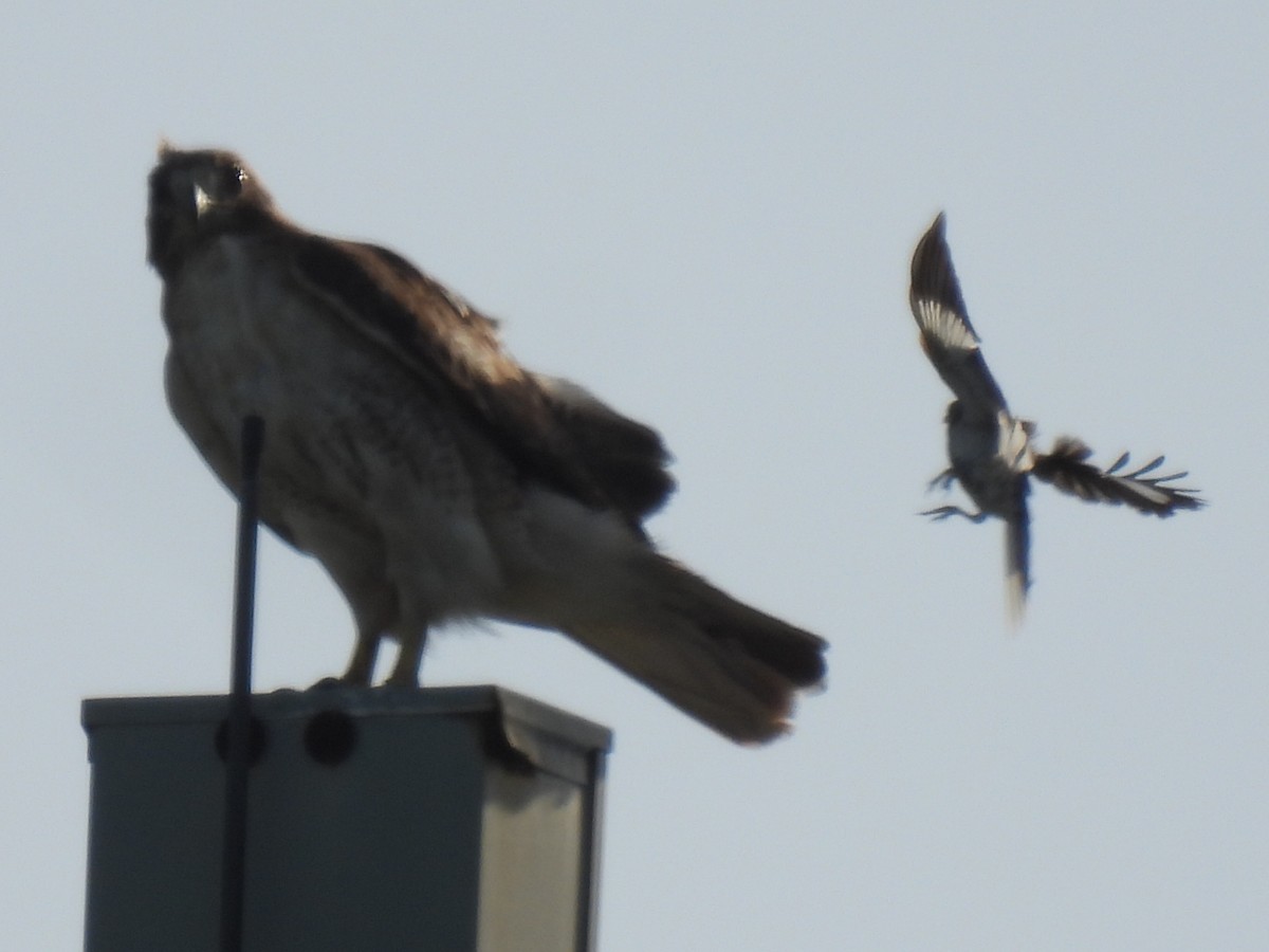 Red-tailed Hawk - ML638739400