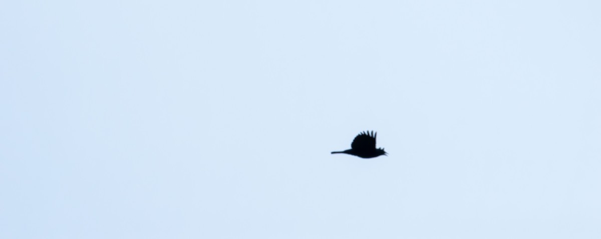 Fish Crow - ML638739426