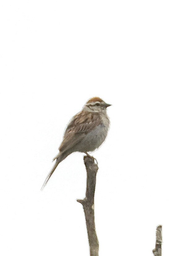 Chipping Sparrow - ML638739438