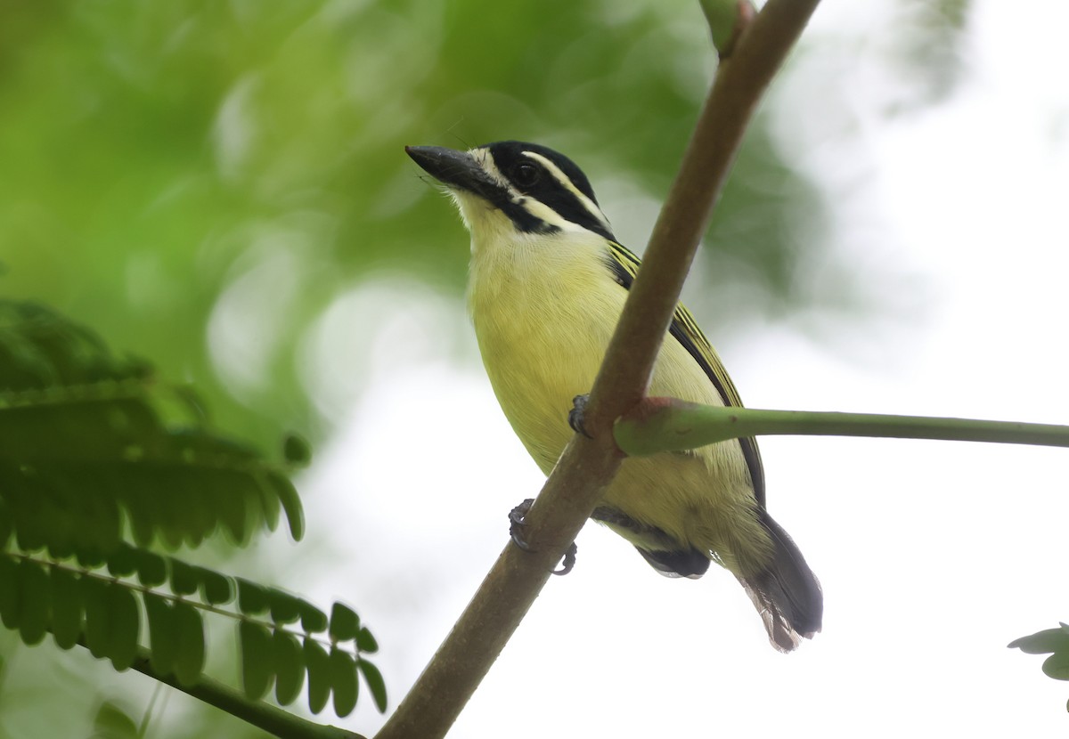 Yellow-rumped Tinkerbird - ML638739451