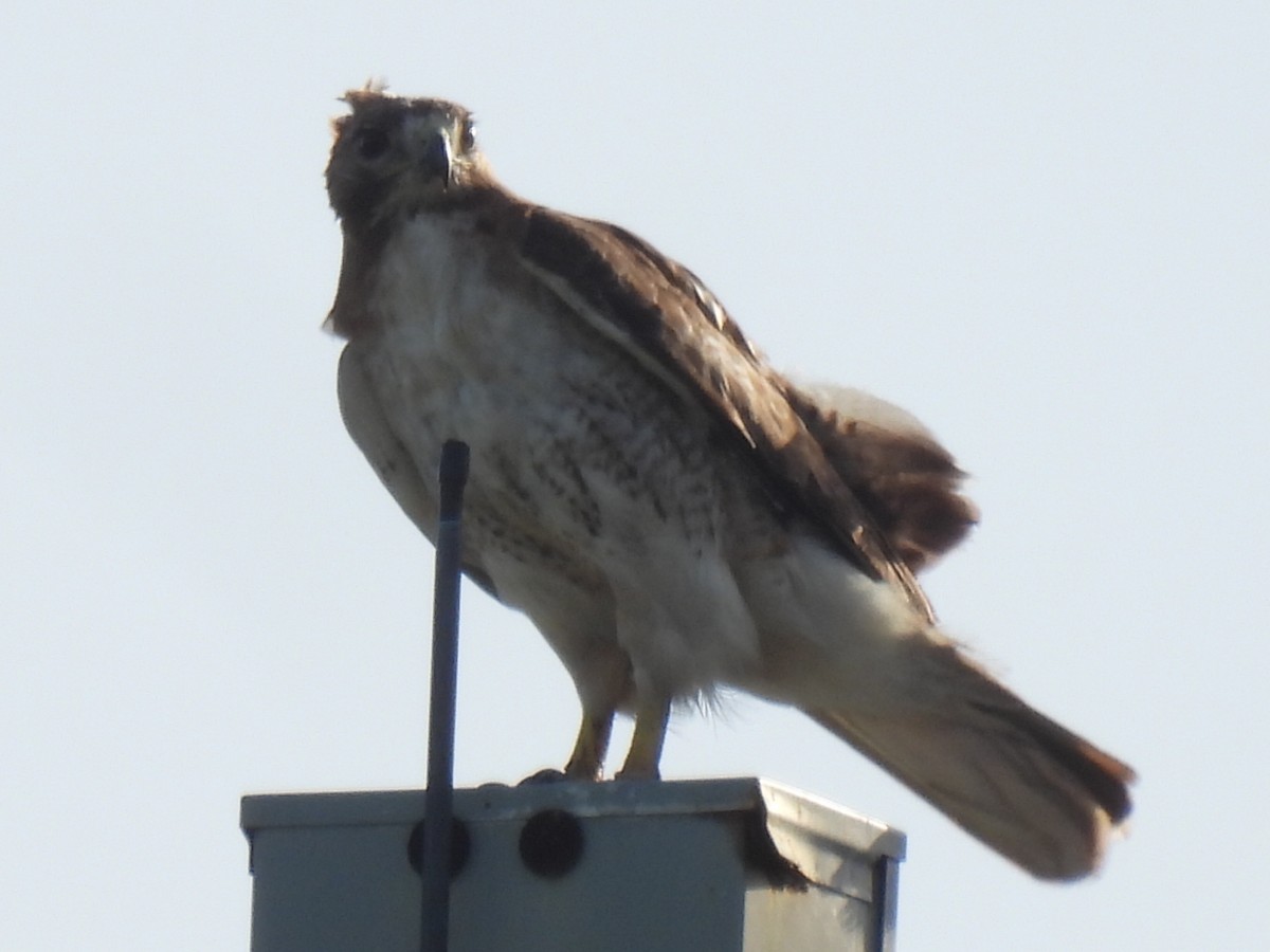 Red-tailed Hawk - ML638739452