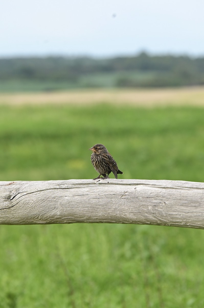 Red-winged Blackbird - ML638739458