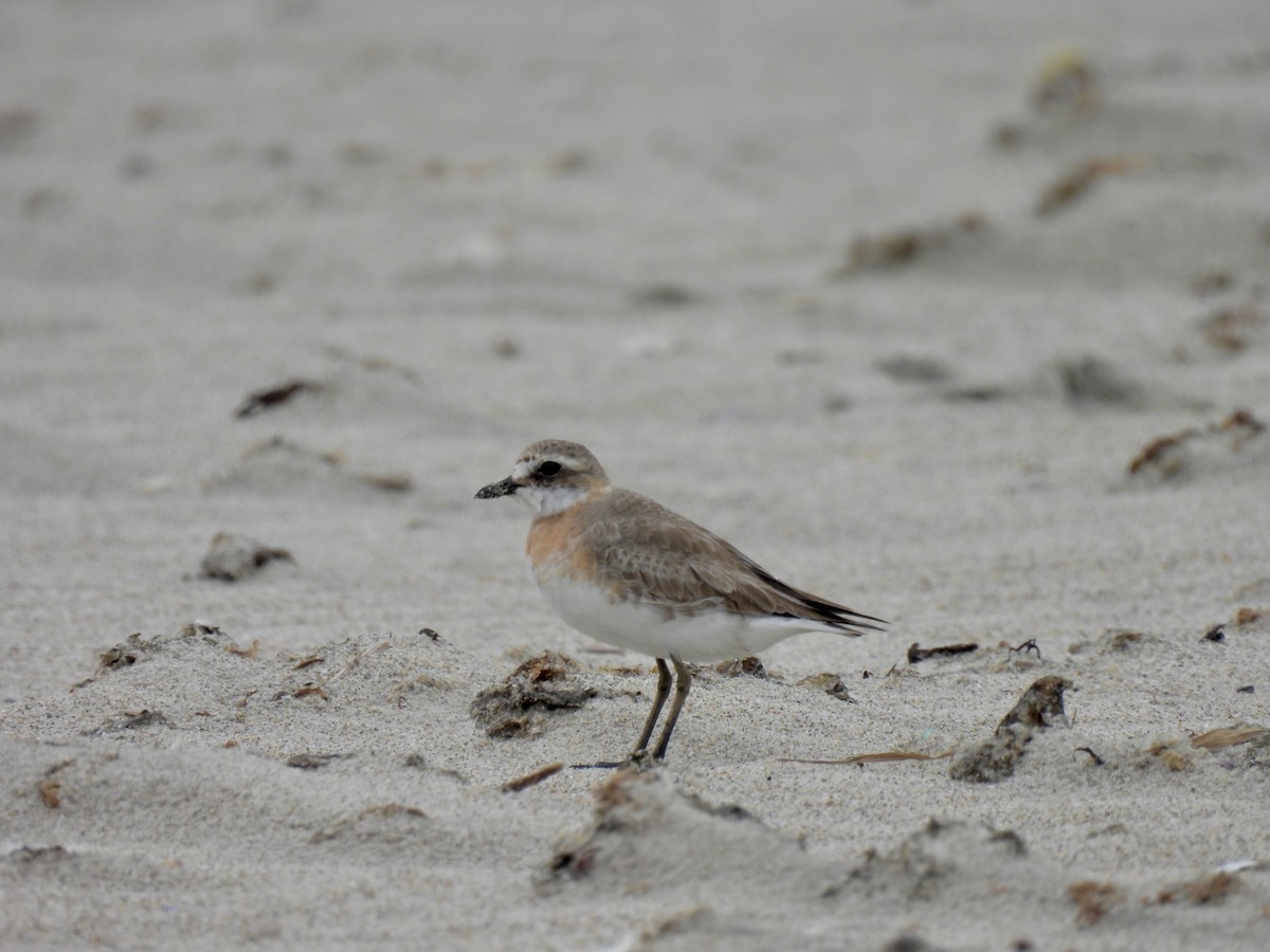 Siberian Sand-Plover - ML638739486