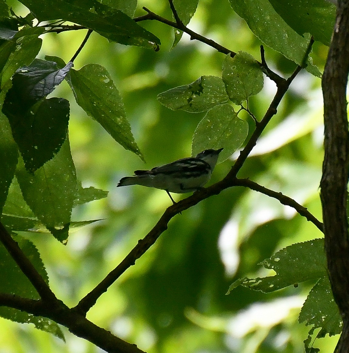 Cerulean Warbler - ML638739567