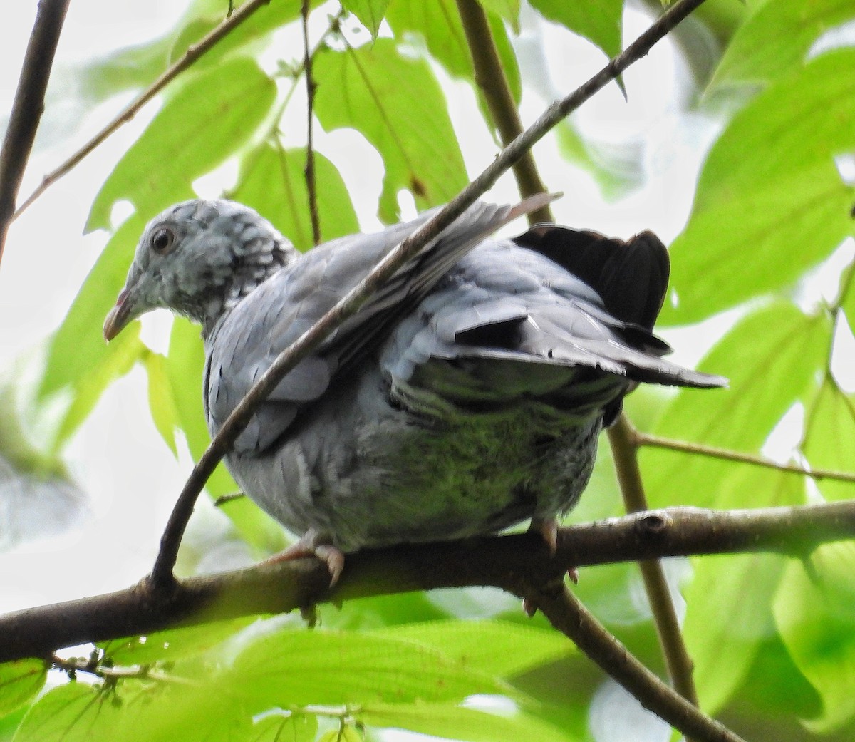 Pigeon d'Elphinstone - ML638739569