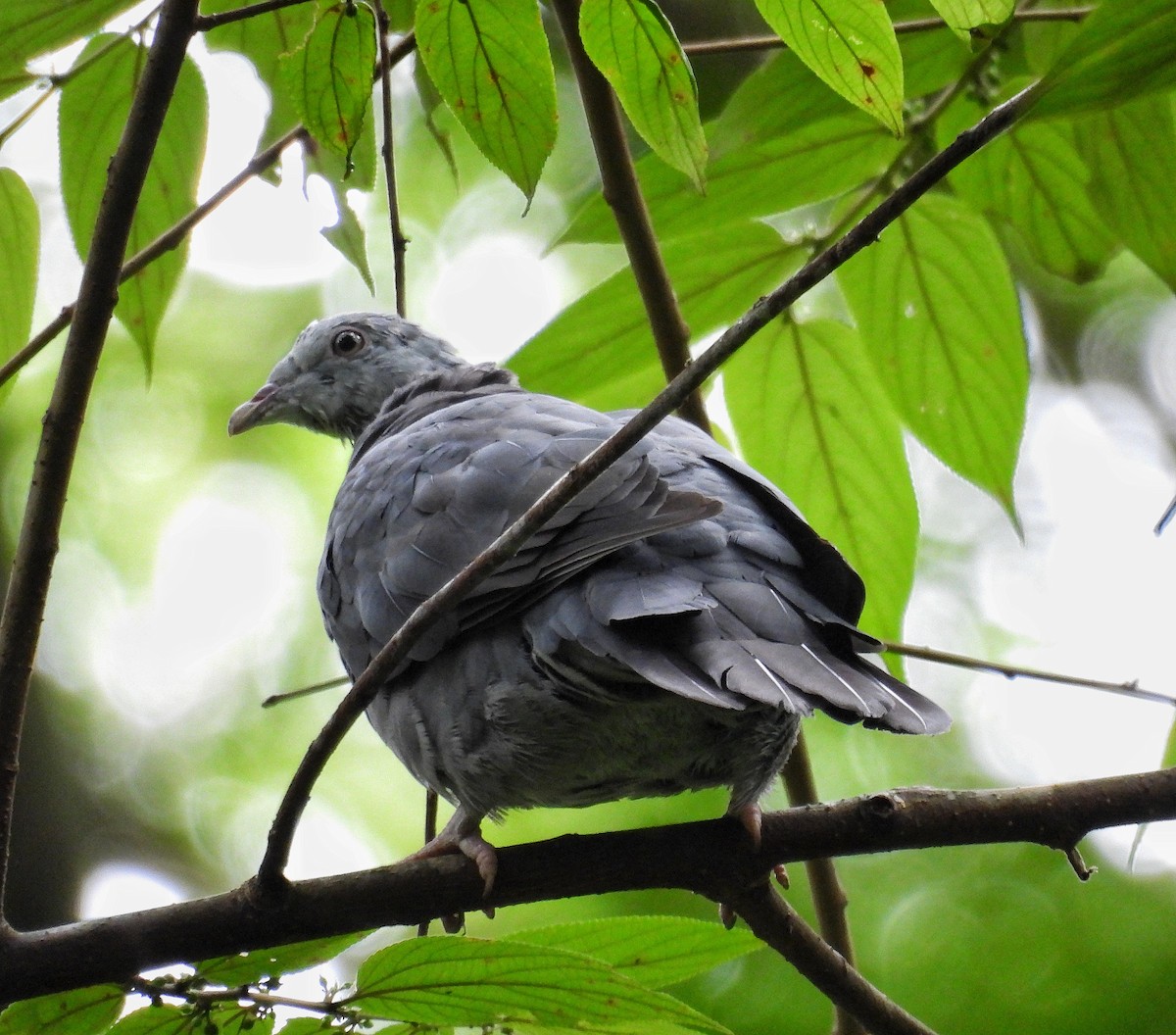 Pigeon d'Elphinstone - ML638739570