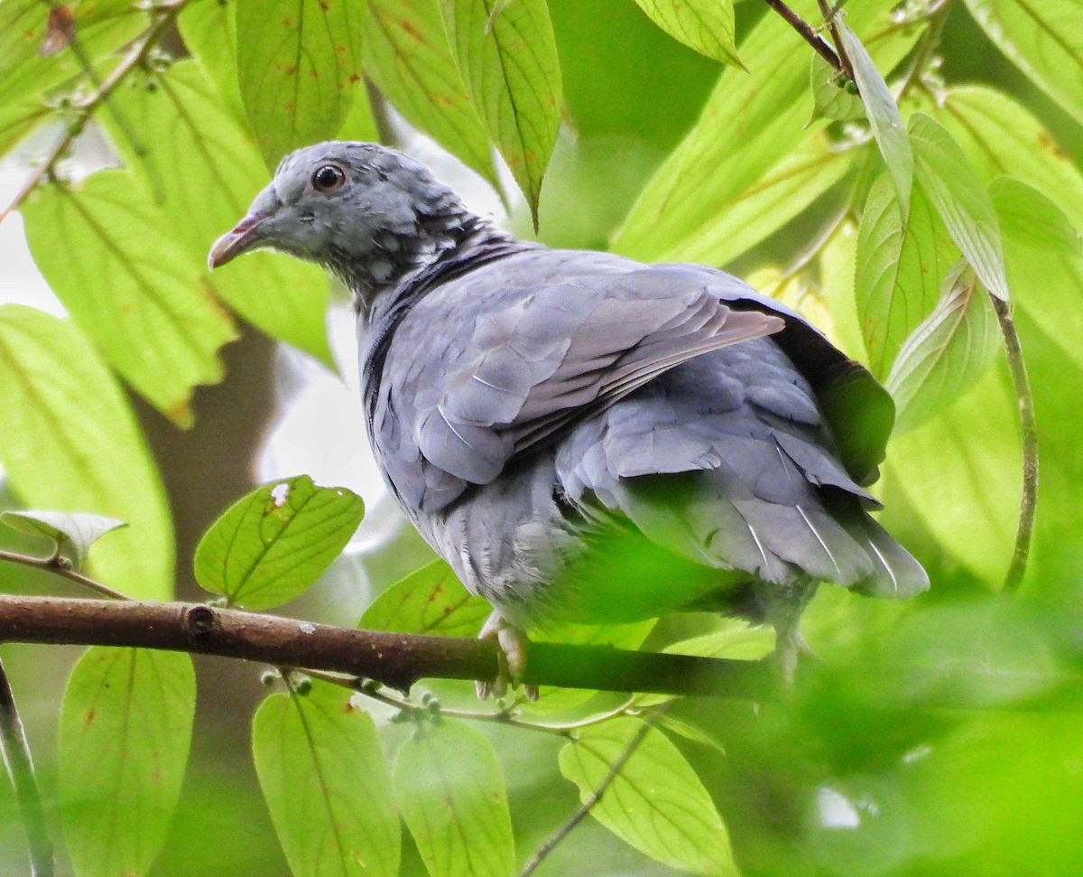 Pigeon d'Elphinstone - ML638739571