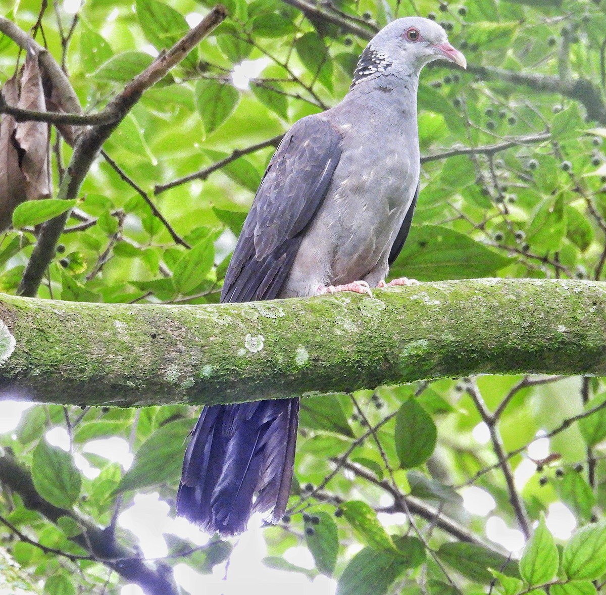 Pigeon d'Elphinstone - ML638739572