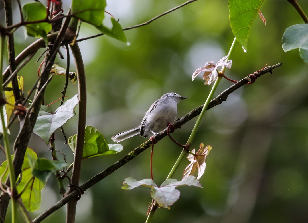 White-browed Gnatcatcher - ML638739575