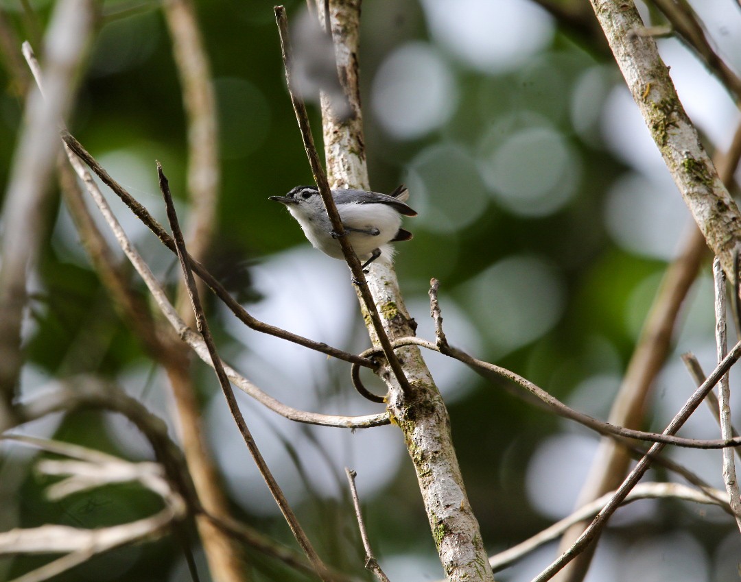 White-browed Gnatcatcher - ML638739576