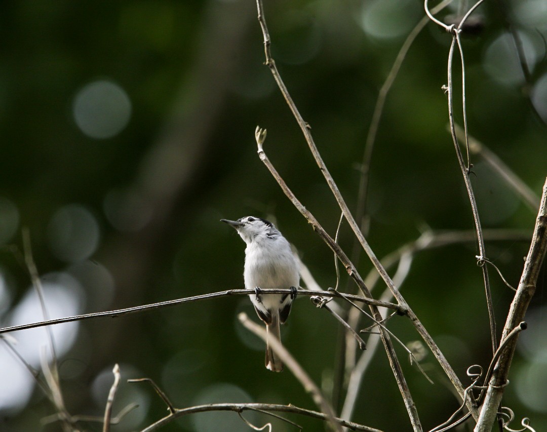 White-browed Gnatcatcher - ML638739577