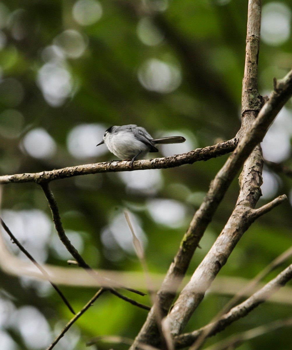 White-browed Gnatcatcher - ML638739578