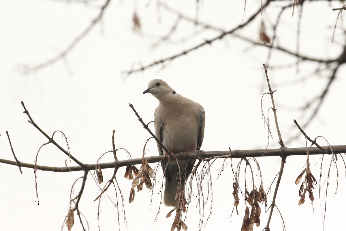 African Collared-Dove - ML638739590
