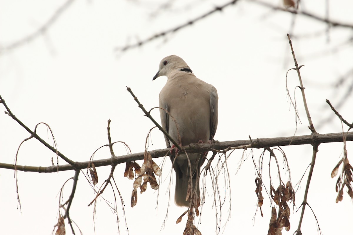 African Collared-Dove - ML638739591