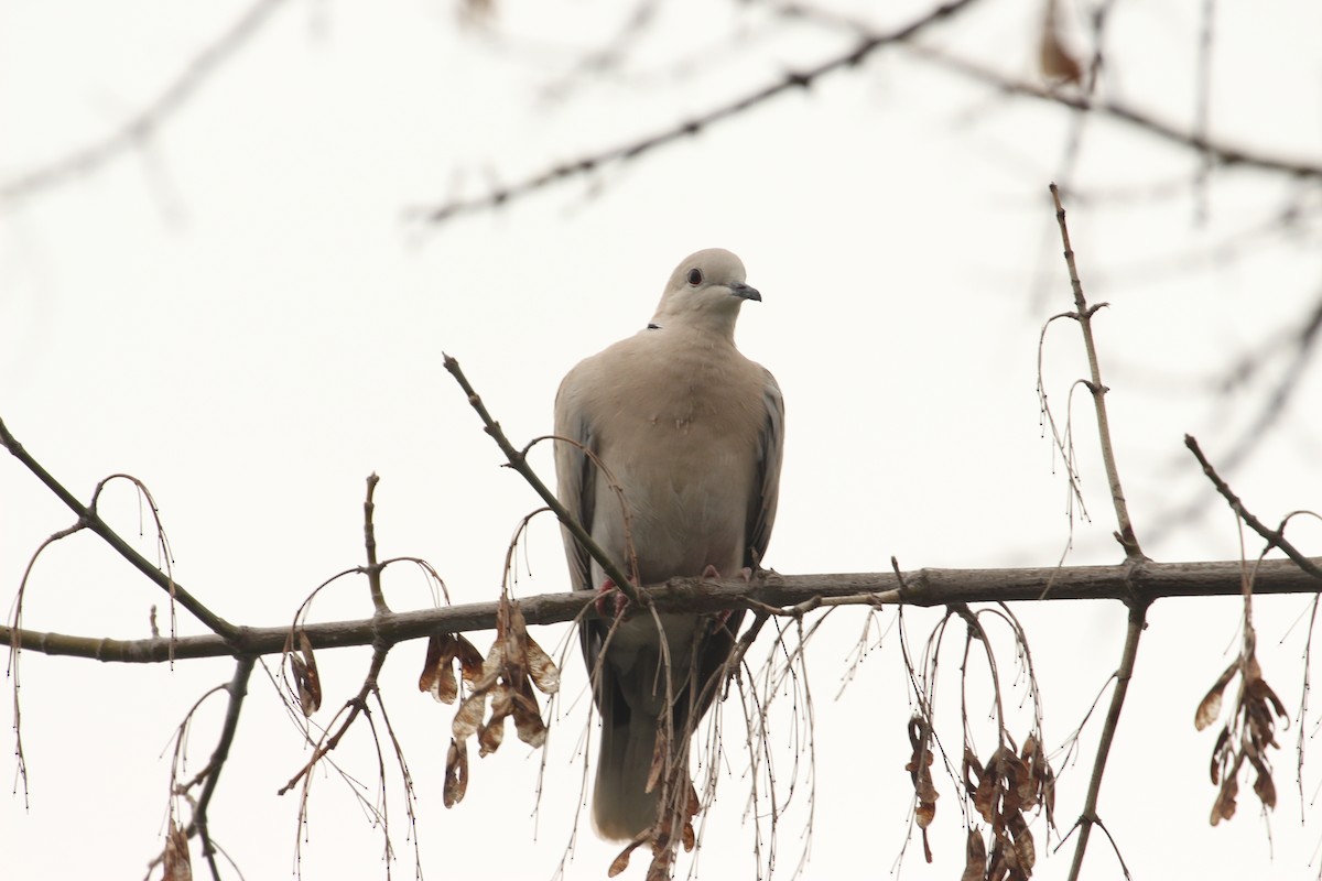 African Collared-Dove - ML638739592
