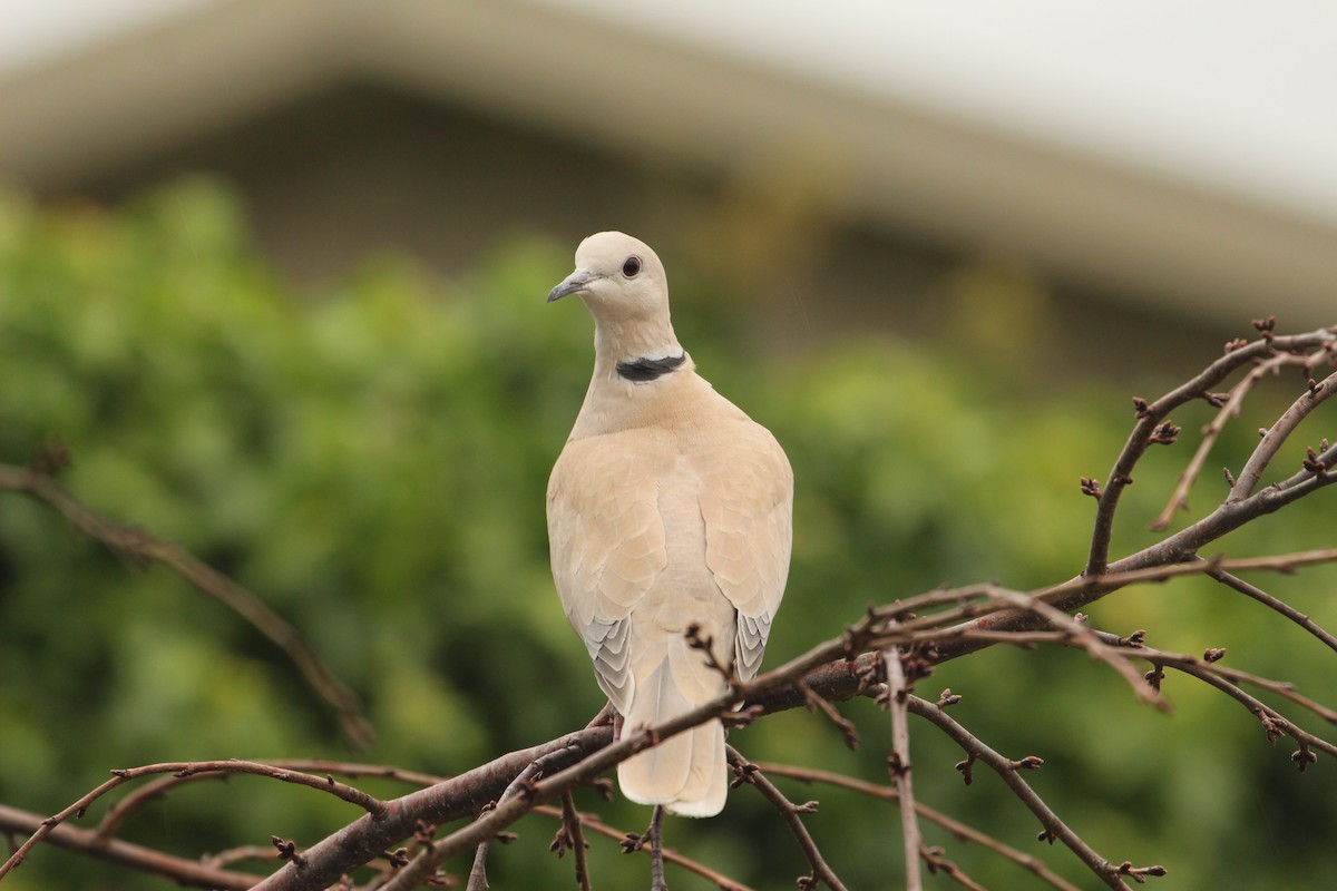 African Collared-Dove - ML638739593