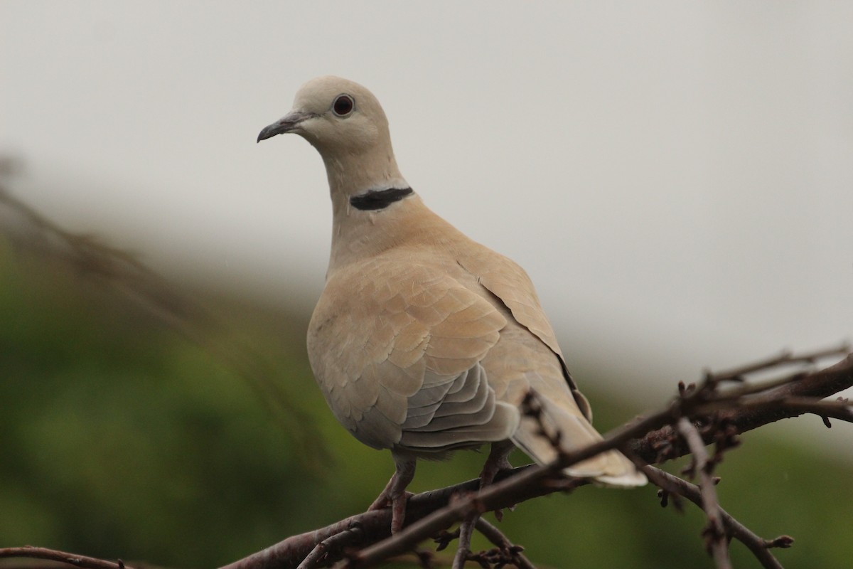 African Collared-Dove - ML638739594