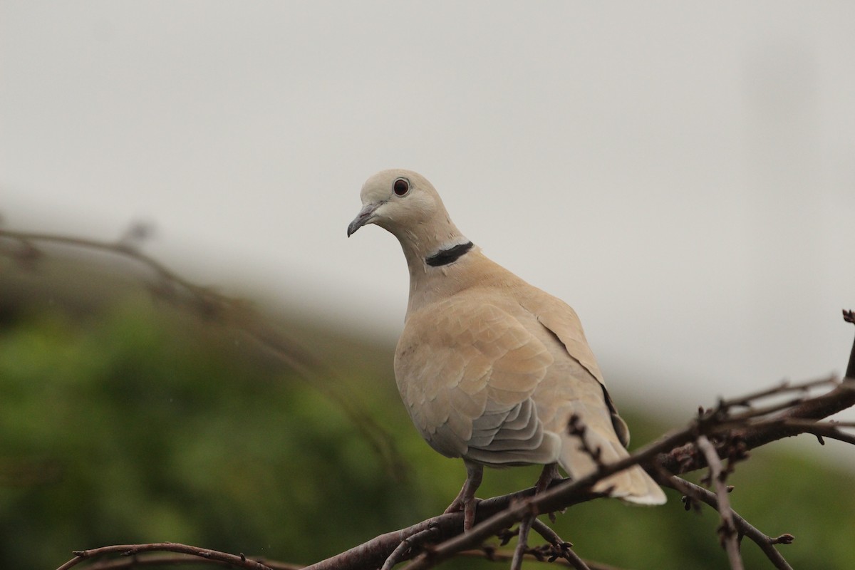 African Collared-Dove - ML638739595