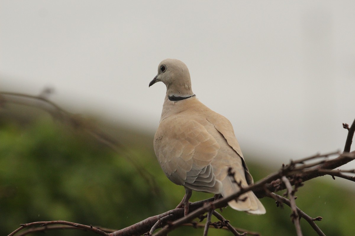 African Collared-Dove - ML638739596