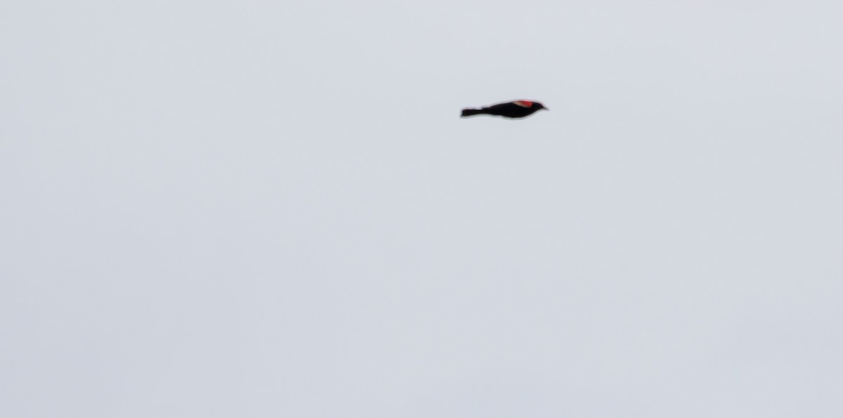 Red-winged Blackbird - ML638739606