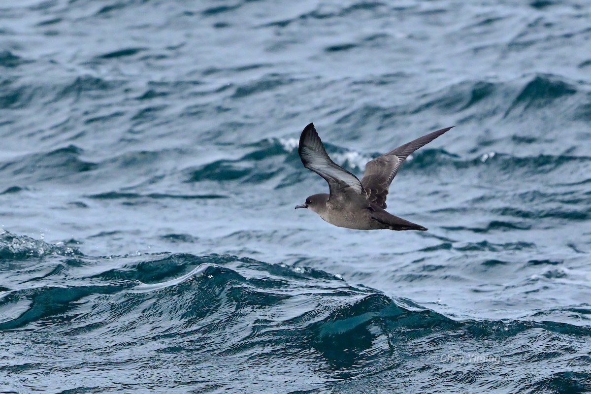 Sooty Shearwater - ML638739618