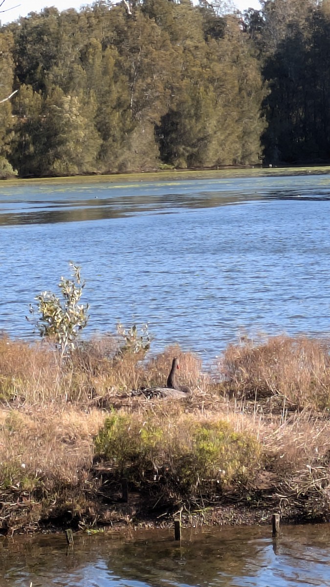 Black Swan - ML638739623