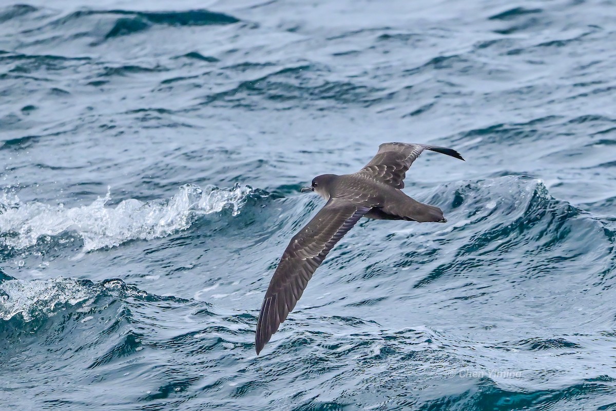 Sooty Shearwater - ML638739630