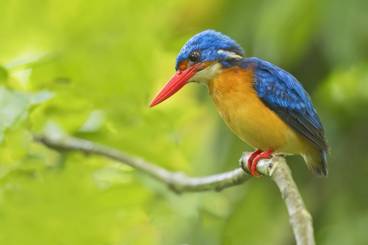 Dimorphic Dwarf-Kingfisher - ML638739649
