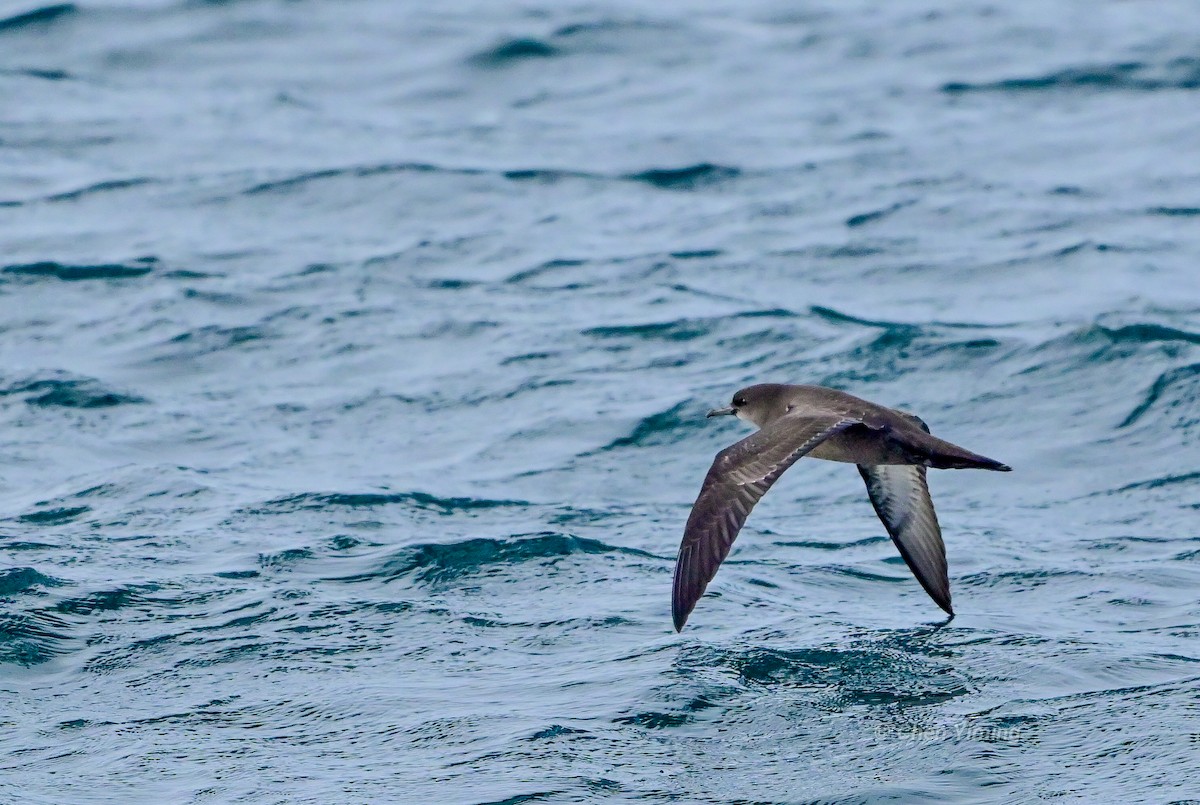 Sooty Shearwater - ML638739657