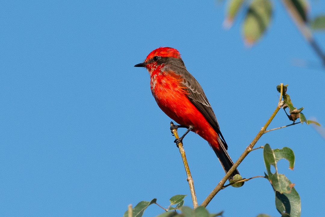 Vermilion Flycatcher - ML638739673