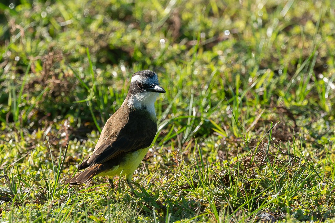 Great Kiskadee - ML638739676