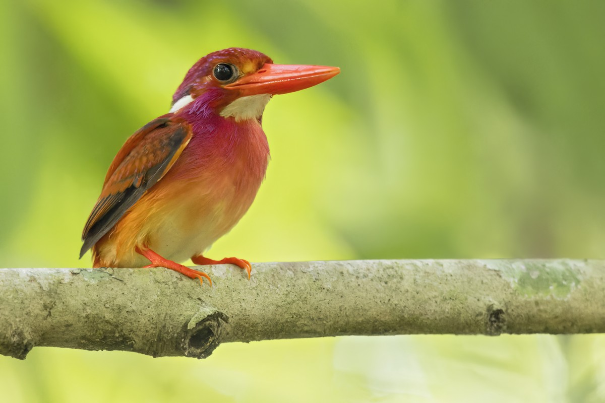 Philippine Dwarf-Kingfisher (Mindanao) - ML638739690