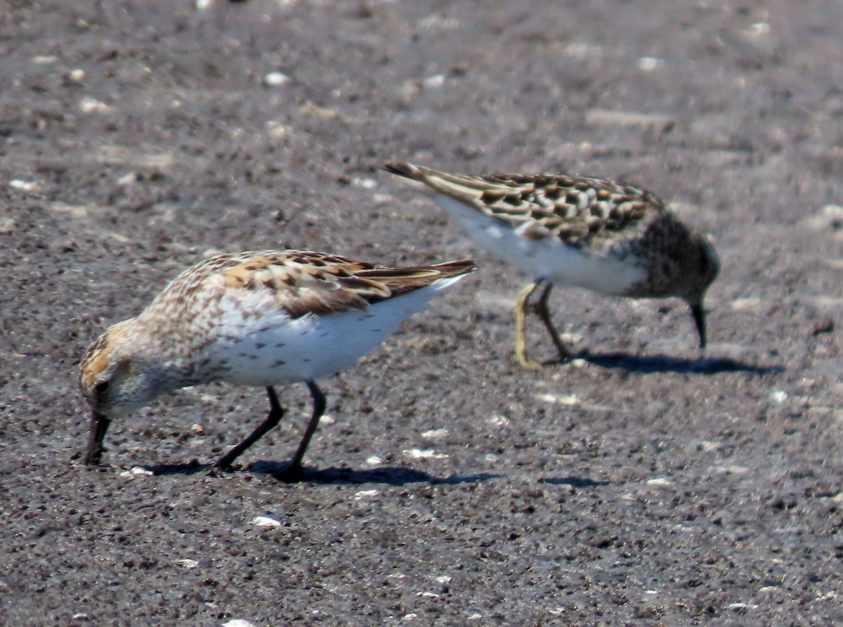 Western Sandpiper - ML638739695