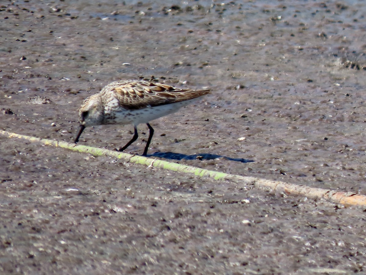 Western Sandpiper - ML638739696